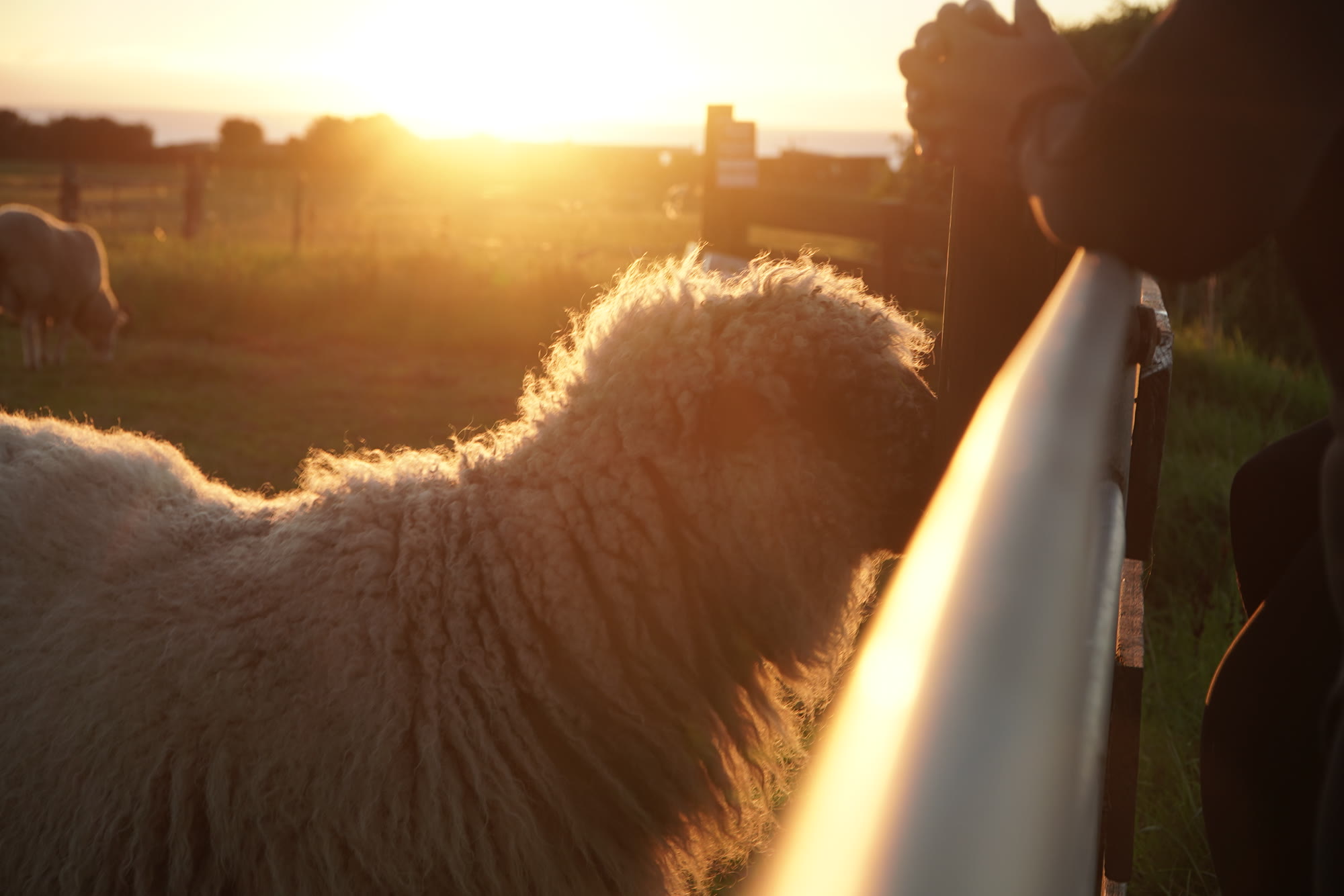 Fluffy Sheep Landscape